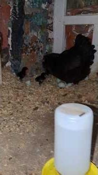 How Many Baby Chicks Does Vicky Have?