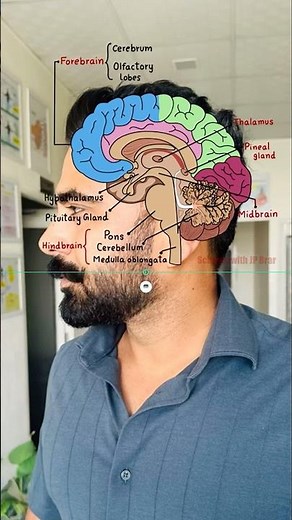 Brain Diagram on My Head! 🧠 | Class 10 Biology Made Easy