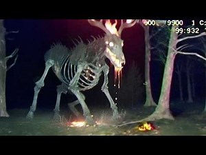 Real Cryptids in Forests That Will Keep You Up at Night