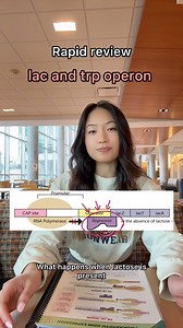 6.5K views · 30 reactions | Rapid review lac and trp operon 裂 Check out our MCAT bundle for more!  #mcat #mcatprep #premed #premedstudent #biology #studytips | Medschoolgal | Facebook