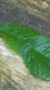 Try This Camping Cooking! | Crafty Panda