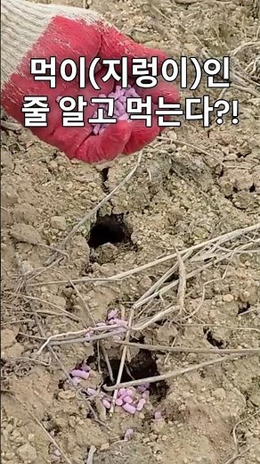 시력 나쁜 두더지가 지렁이인 줄 알고 먹는 퇴치제! 텃밭 두더지 이렇게 잡으세요