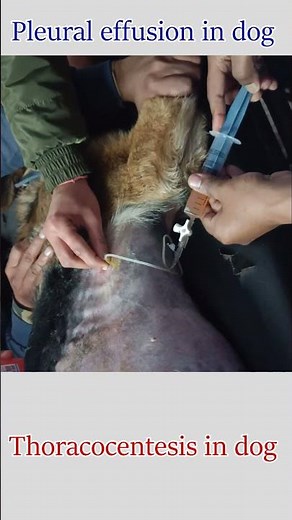 #pleural effusion/#thoracocentesis in a dog #drrbkushwaha #dog