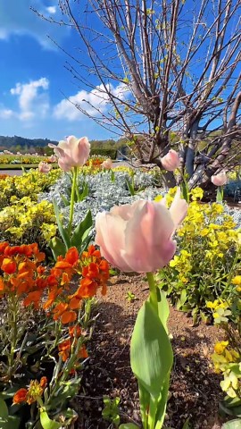 東京ドイツ村 過去最大規模のチューリップまつり