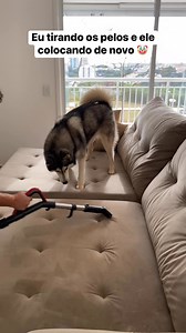 17K views · 871 reactions | Husky vs aspirador | Gudan o Husky | Facebook