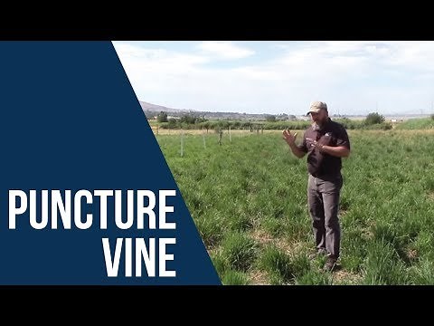 How to Control Puncturevine