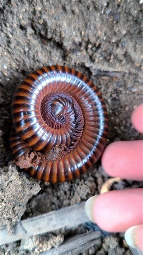 Discovery! catching a giant millipede #shorts #millipede