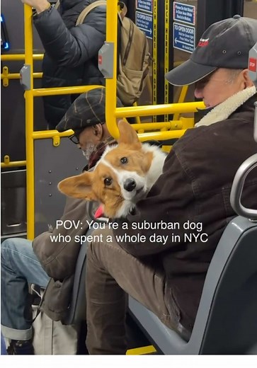 A Day in New York with My Tired Corgi