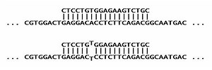 Allele specific oligonucleotide - Alchetron, the free social encyclopedia