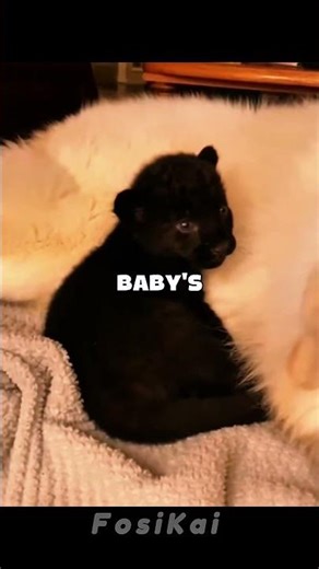 A Mother Panther Trusted a Dog With Her Baby — What Happened Next Will Melt Your Heart