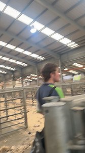 323K views · 394 reactions | Crutching day | Shearing school | Facebook