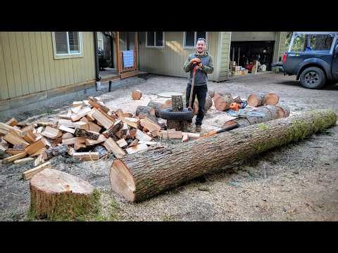 Felling a Hemlock for Firewood at My Cabin