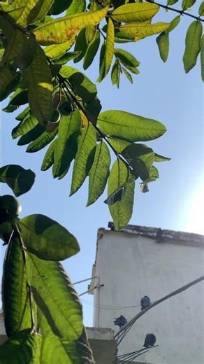 Iphone xr camera test 🌱