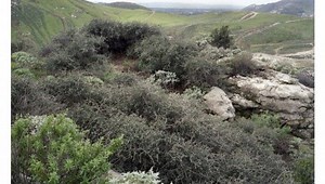 The Oldest Organisms In The World