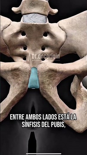 La Pelvis Humana: Anatomía, Huesos y Funciones Explicadas