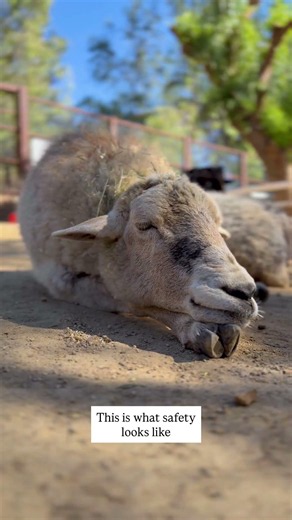 Rescued Animals Feel Safe to Nap