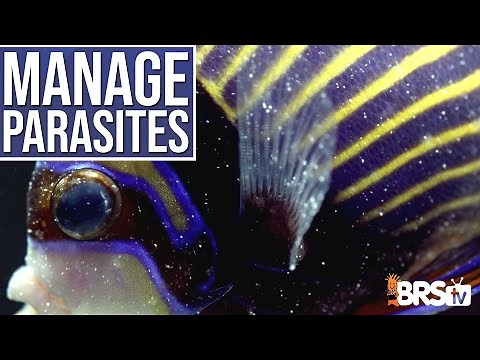DOUBLE the Lifespan of Your Saltwater Fish With Proper Disease & Parasite Management? Ep: 5