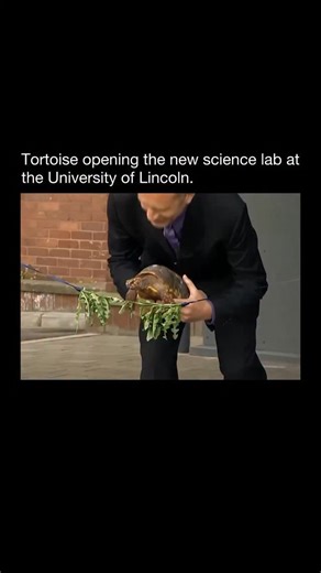Purely History on Instagram: "In 2015, the University of Lincoln in the United Kingdom held a ribbon-cutting ceremony unlike any other. Instead of a chancellor or celebrity holding scissors, the honor went to Charles Darwin, a tortoise from the School of Life Sciences. The “ribbon” was made from rocket and dandelion leaves, two of his favorite treats, which he eagerly chewed through to mark the opening of the new Joseph Banks Laboratories. Wildlife presenter Chris Packham attended the event, add