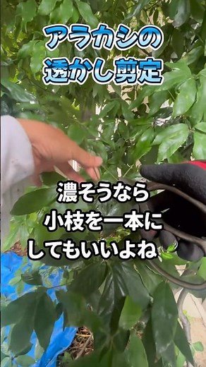 サイズを変えずにアラカシをスッキリ剪定してみた #一級造園技能士 #庭師のvlog