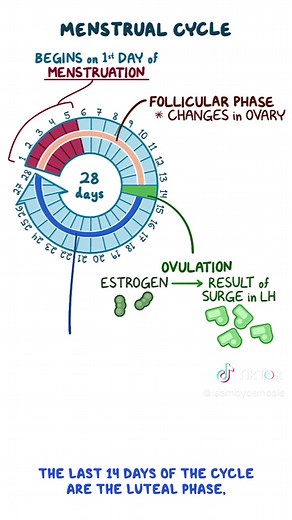 Comprendiendo el Ciclo Menstrual: Fases y Procesos