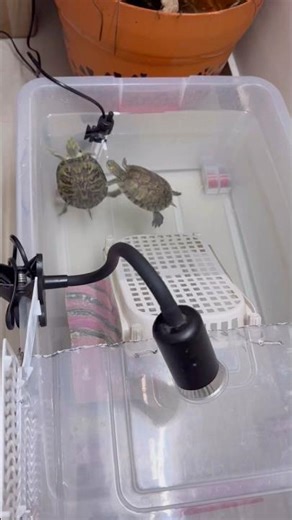 Red-eared slider winter luxury be like… Winter + heater = happy turtles😂🐢