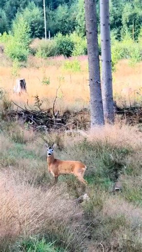 Warum seid ihr Jäger? Aufgrund solcher Momente!😍🌿 #jagd #waidmannsheil