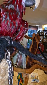 Reggie D Bird II on Reels