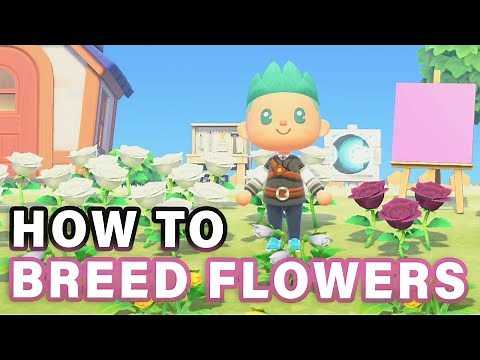 How to BREED Flowers | Making Rare Flowers! ► Animal Crossing: New Horizons