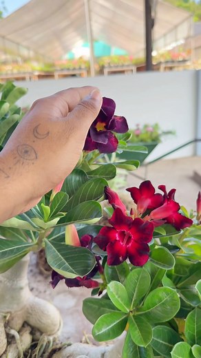 6K views · 156 reactions | “Here’s to strong women—may we know them, may we be them, may we raise them. Happy Women’s Day to all the incredible ladies out there! Keep shining, keep inspiring. ✨❤️ #WomensDay #EmpoweredWomen | Plantgoon | Facebook