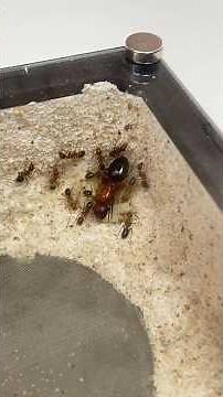 3 typical behaviors of ants!