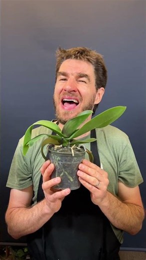 How to get your Phalaenopsis orchid to bloom again 🙃 #plant #orchid #tips #florist