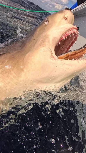 Lemon Sharks: Jump, Grab, and Vanish in Florida