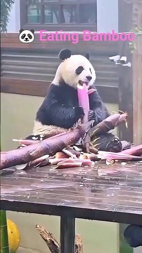 Do Pandas only eat Bamboos? 🐼 #panda #cuteanimals #nature