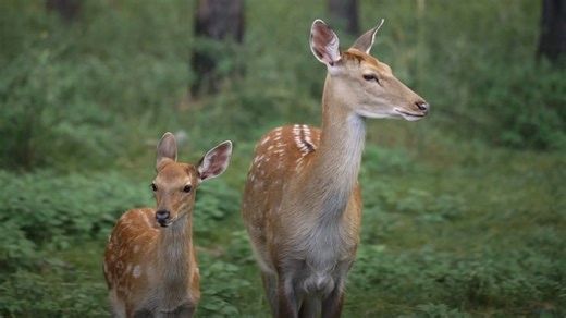 Michigan expands hunting antlerless deer during archery season