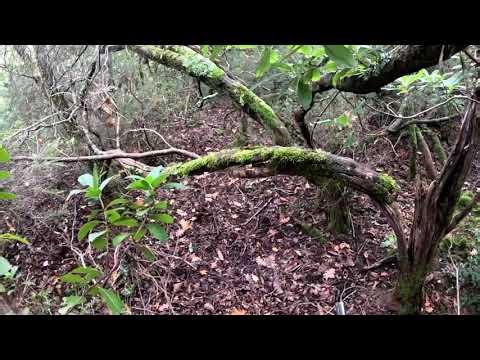 Κυνηγι αγριογουρουνου """Η απολυτη σταμπα""" "Σταθας βαλτου"