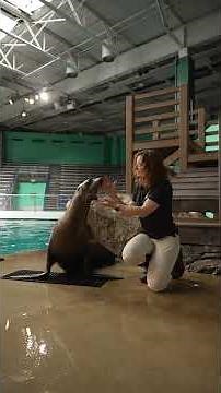 Trainer explains sea lion myths