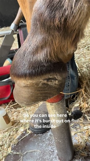 Tanya French on Instagram: "Abscess tracts are wild. This donkey was lame at the last trim, and today we can see exactly why: the abscess has burst out at the coronet (that heel corner area). When that happens, it’s basically the hoof saying, “I found a way to drain.” Here’s the part most people don’t realise: A hoof abscess is a pocket of infection trapped inside a rigid hoof capsule. Once bacteria gets in, the body tries to contain it. It “walls off” the area and sends white blood cells to fig