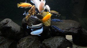 See how we feed fish with Gel Formula spread on the stone. ✨ 🔥 Gel formula is fish food in the form of DIY gel. It can be prepared quickly, easily and served to your fish in whatever way of form you choose. 🔥 You want the food to have an appealing shape? No problem – it’s totally up to you❗👇 You can: 🌊 spread it on the stone (presented in the video below) 🎥 🌊 put the food on a string 🌊 spread on the slide 🌊 wipe the food with a grater 🌊 glue the food on the suction cup One food, many po