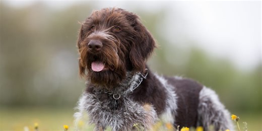 Revealed: 10 of the most expensive dog breeds to own