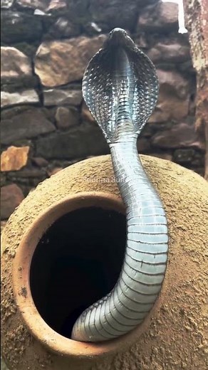 Cobra Snake’s Terrifying Attack | Deadly Venom Strike #wildlifevideo #snakelovers