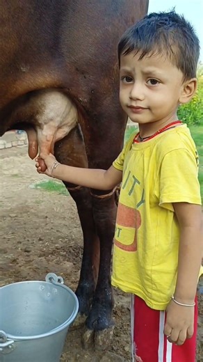 choti choti gaiya tr ry yt hf jh g #anaya #cow #radheradhe