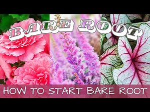 How I Start Bare Root Plants 🌷🌷🌷 || Bare Root Astilbe, Bleeding Heart, Caladiums, & Begonias
