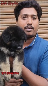 German Shepherd Puppy 😍🐶 | Today’s Price + Seller Contact! #Shorts