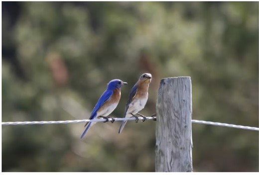 Scientists figure out how many birds are in the wild. What's your guess? - The Weather Network