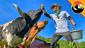 Mini bulls: giant horns, small frame