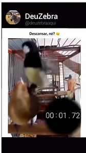 28K views · 552K reactions | Descansar né, O cara não é de ferro 藍藍藍藍 . . . . . . . . #deuzebra | deu zebra | Facebook