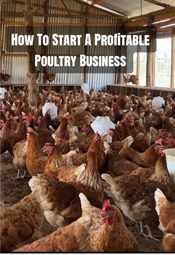 Starting Poultry Farming in Uganda with Small Capital