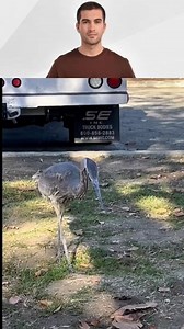 5.5K views · 27 reactions | Blue Heron Catches Gopher #blueheron #gopher #fyp #viral | Jester King | Facebook