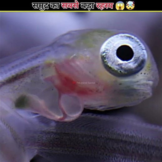 The Most Mysterious Fish Life Cycle Ever Discovered😱#shorts #facts #shortsfeed #factsinhindi #viral