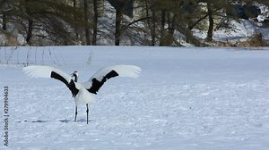 Red crowned crane dancing on snow Stock Video
